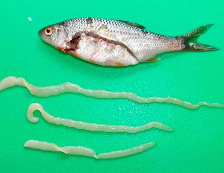 🚩 какие паразиты есть в морской рыбе и чем они опасны для человека