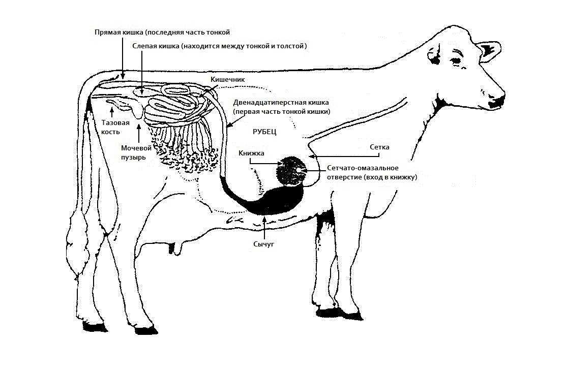 Особенности пищеварения и обмена веществ у коров черно-пестрого голштинизированного скота при различных типах кормления