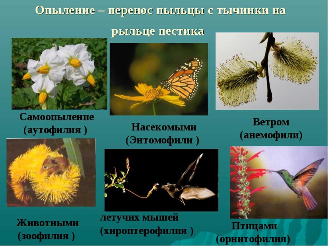 Способ искусственного опыления люцерны. советский патент 1988 года su 1404031 a1. изобретение по мкп a01h1/02 .