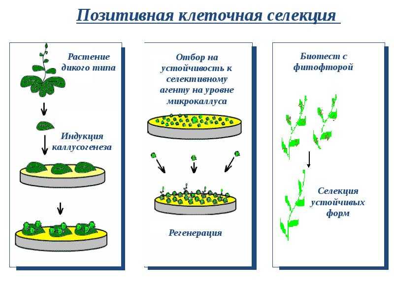 Список  различных методов селекции животных и растений: их описание и характеристики