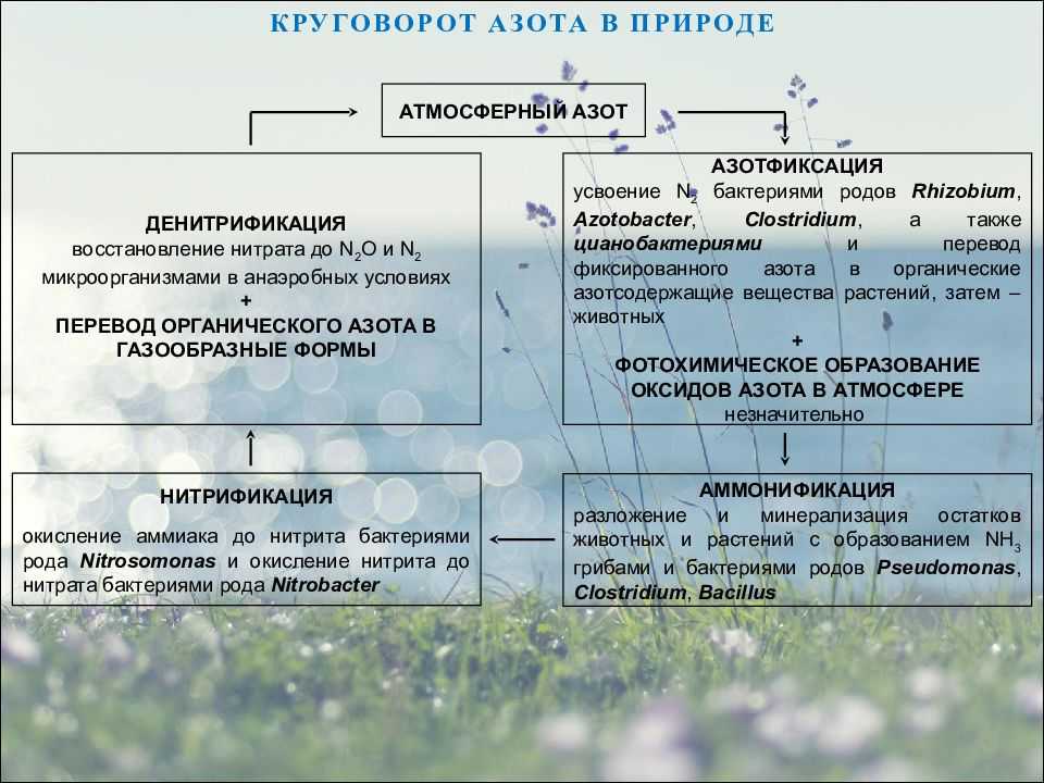 Влияние биологического азота на урожайность и качество зерна яровой пшеницы на дерново-подзолистой почве востока нечерноземной зоны  новоселова екатерина сергеевна