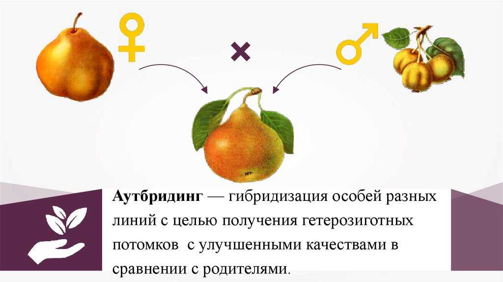 Методы селекции живых организмов | организм как биологическая система | теория | решутест. продвинутый тренажёр тестов