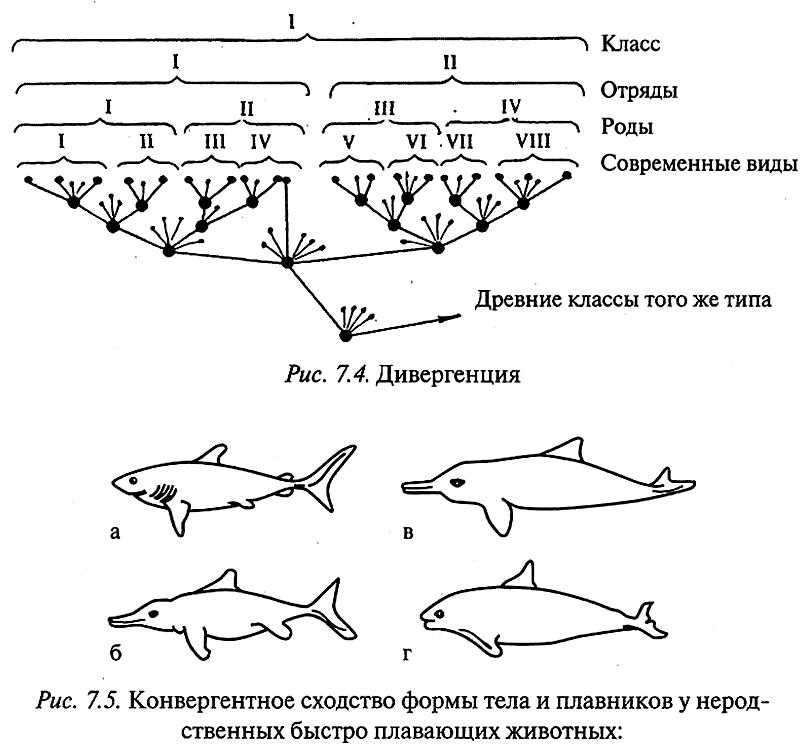 Наследственная изменчивость как движущая сила эволюции кратко