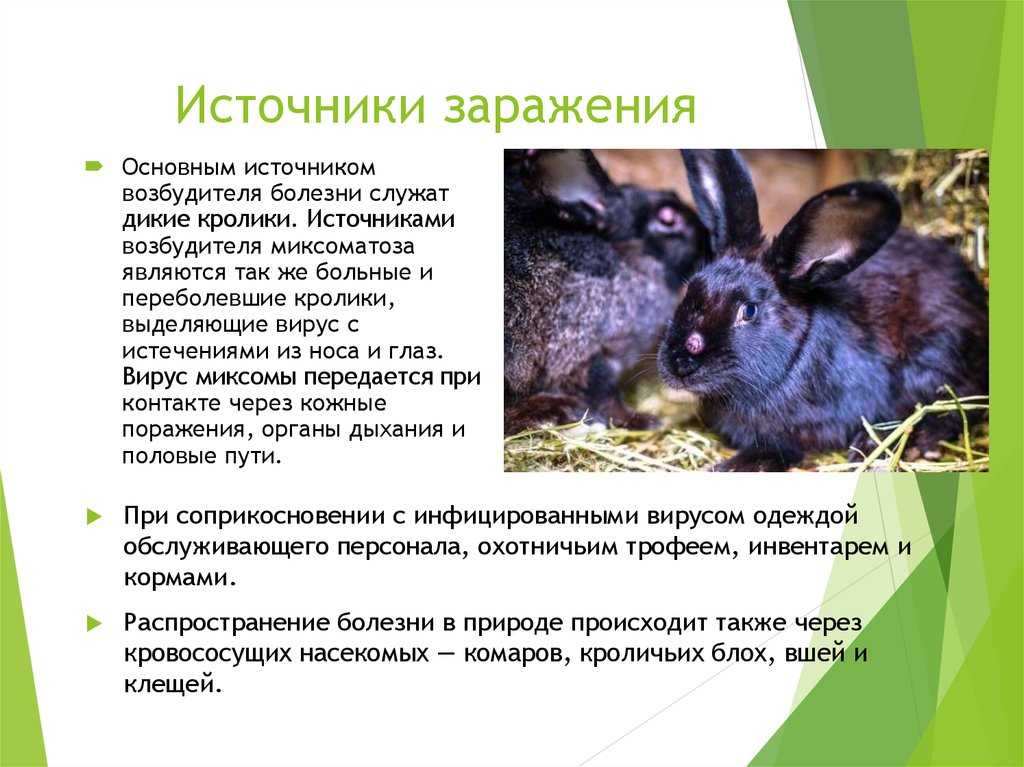 Миксоматоз у кроликов: симптомы, признаки, чем лечить