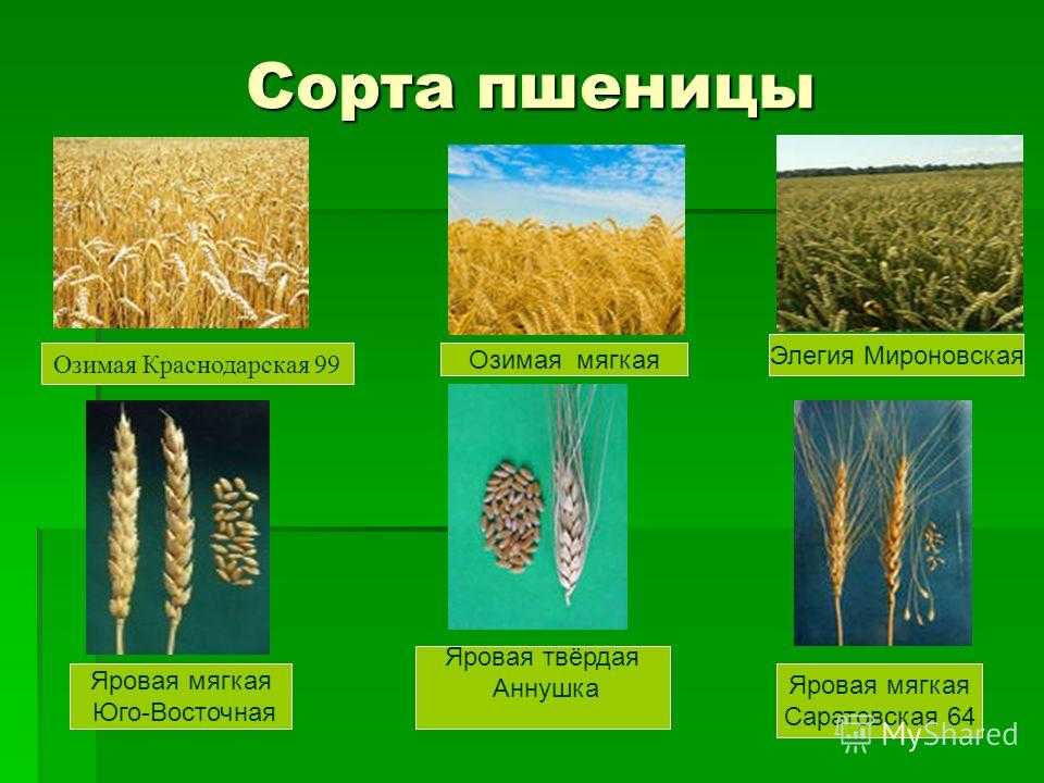 Приёмы возделывания яровой мягкой пшеницы в условиях лесостепи среднего поволжья  русяев иван григорьевич