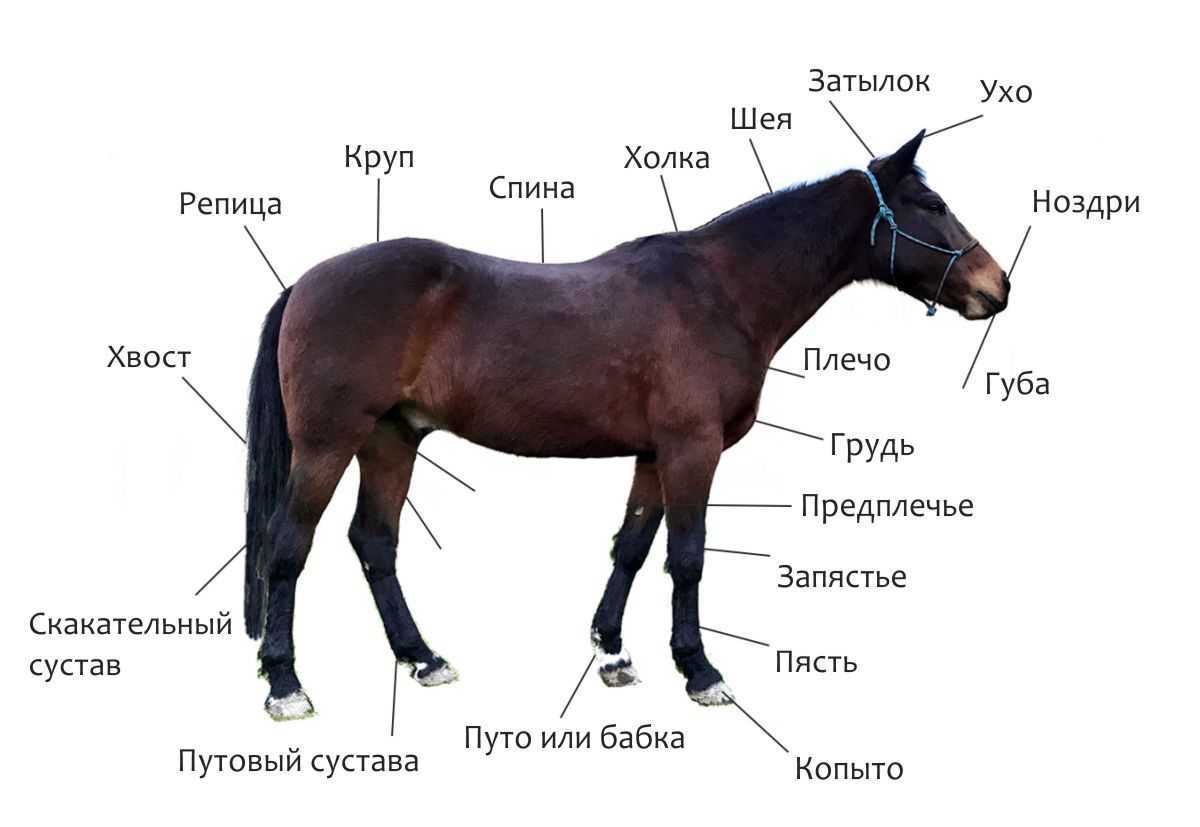 Рассмотрим экстерьер и стати лошади