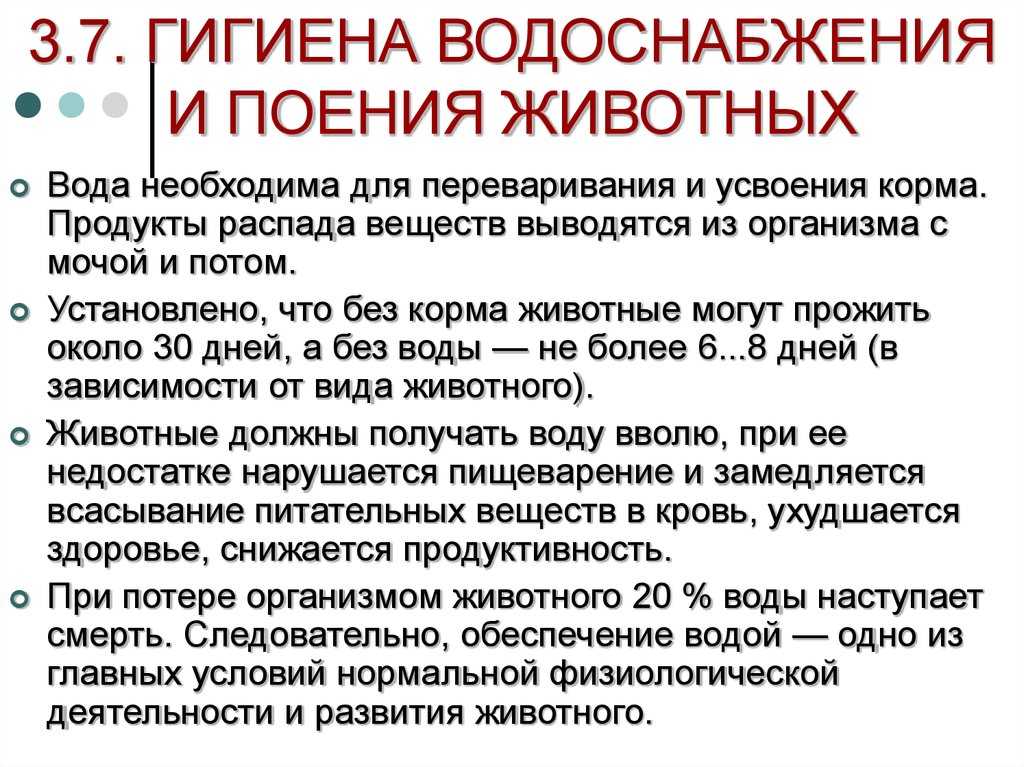 Особенности зоогигиена коровника