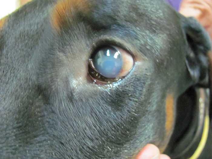 Болезни глаз у собак: классификация и лечение