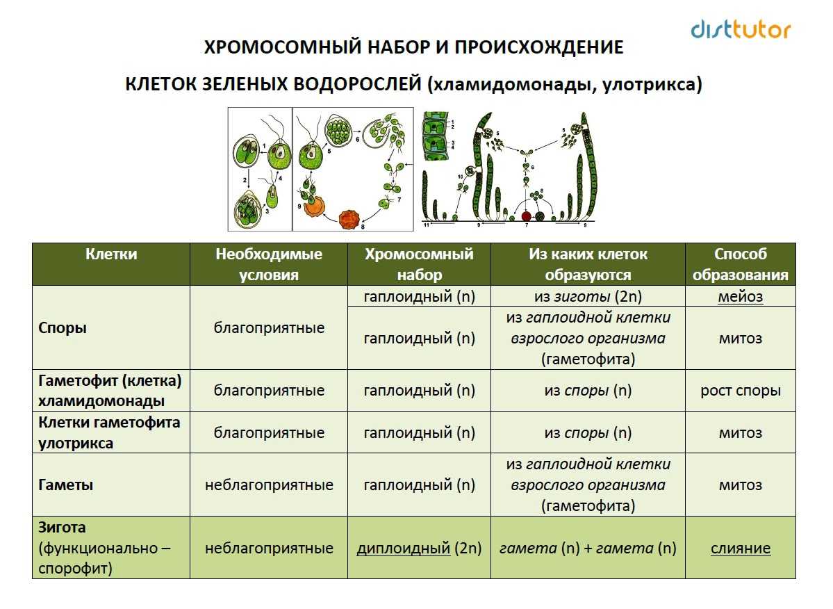 Что такое зооспора кратко