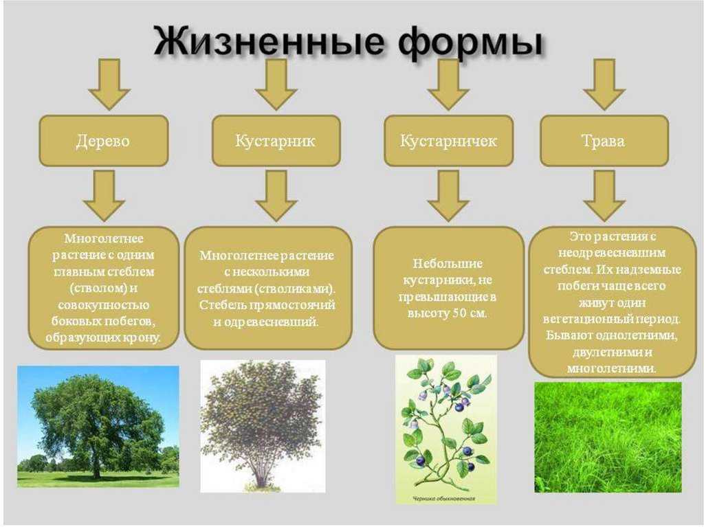 Жизненные формы растений - справочник для студентов и школьников