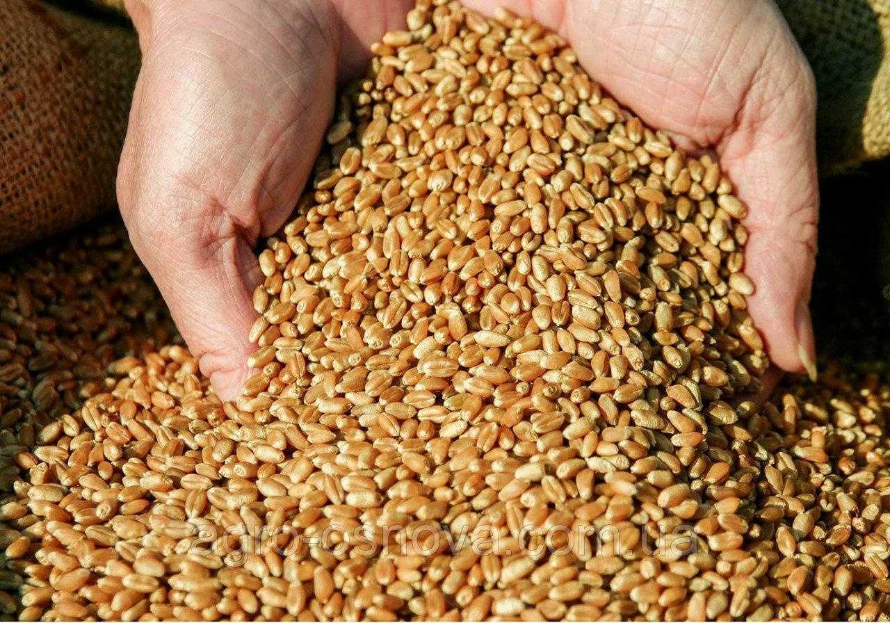 Зерновые корма и продукты их переработки