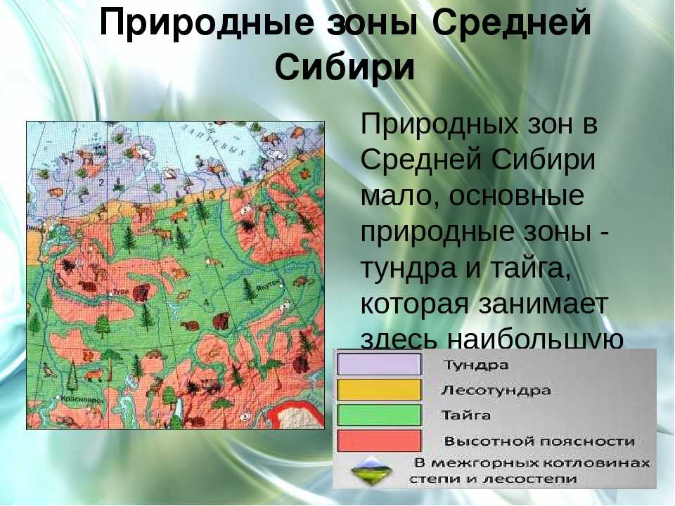Западно-сибирская тайга. сибирь