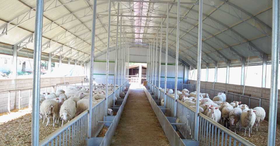 Технология интенсивного выращивания и откорма молодняка овец на механизированной ферме-площадке в кулундинской зоне западной сибири  фомин сергей михайлович