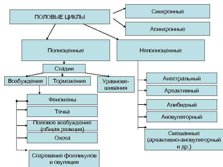 Презентация на тему половой цикл у самок домашних животных и его регуляция