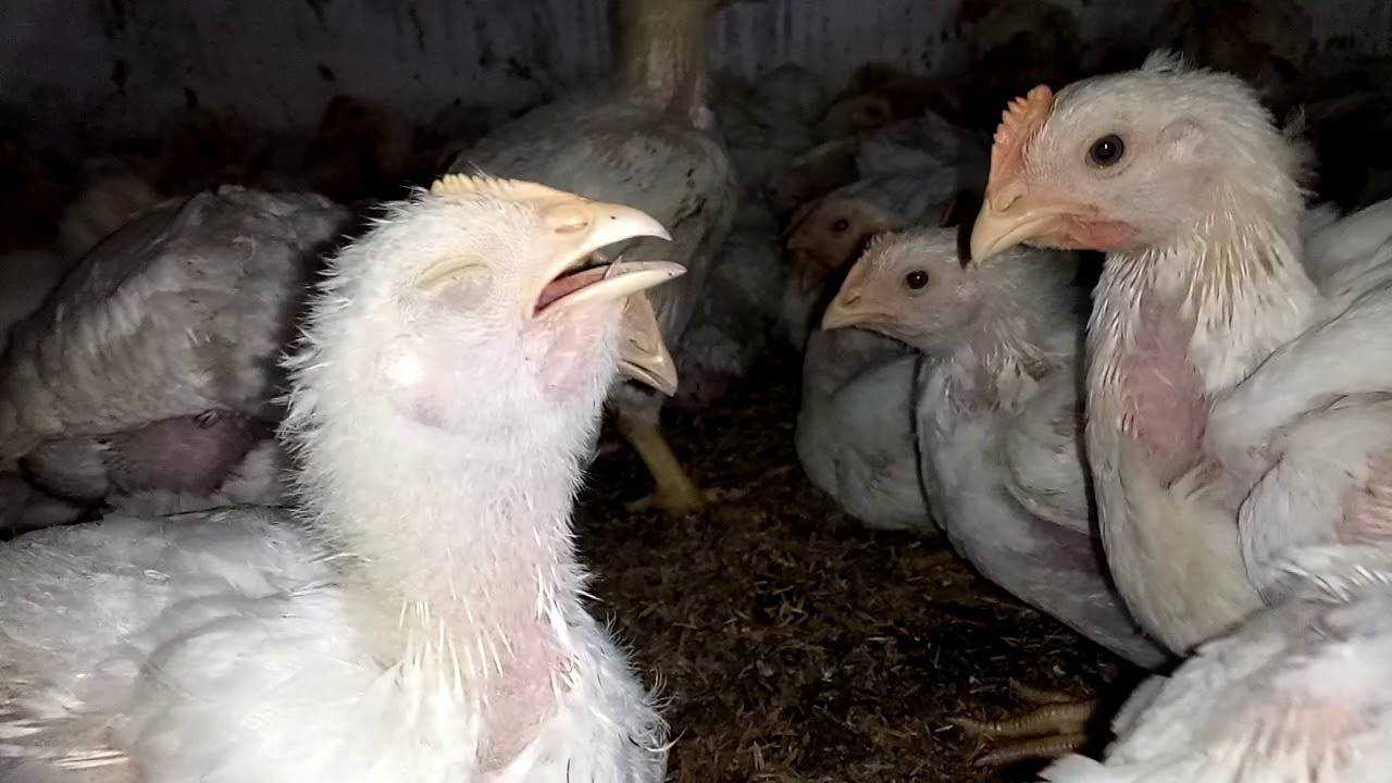 Ларинготрахеит у кур: описание болезни, лечение