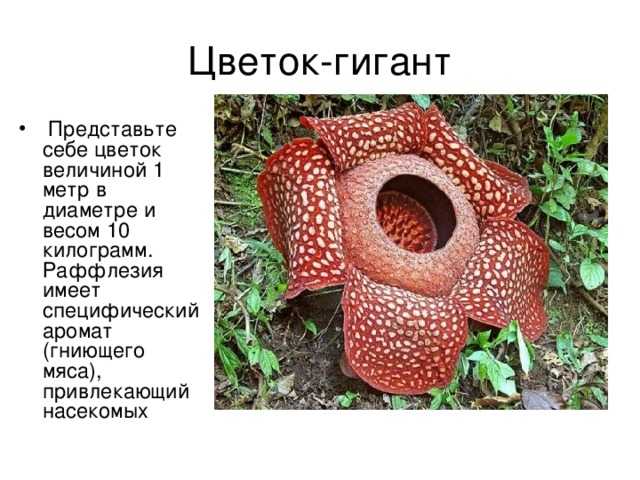 Классификация сорняков по способу питания. сорняки паразиты и полупаразиты.