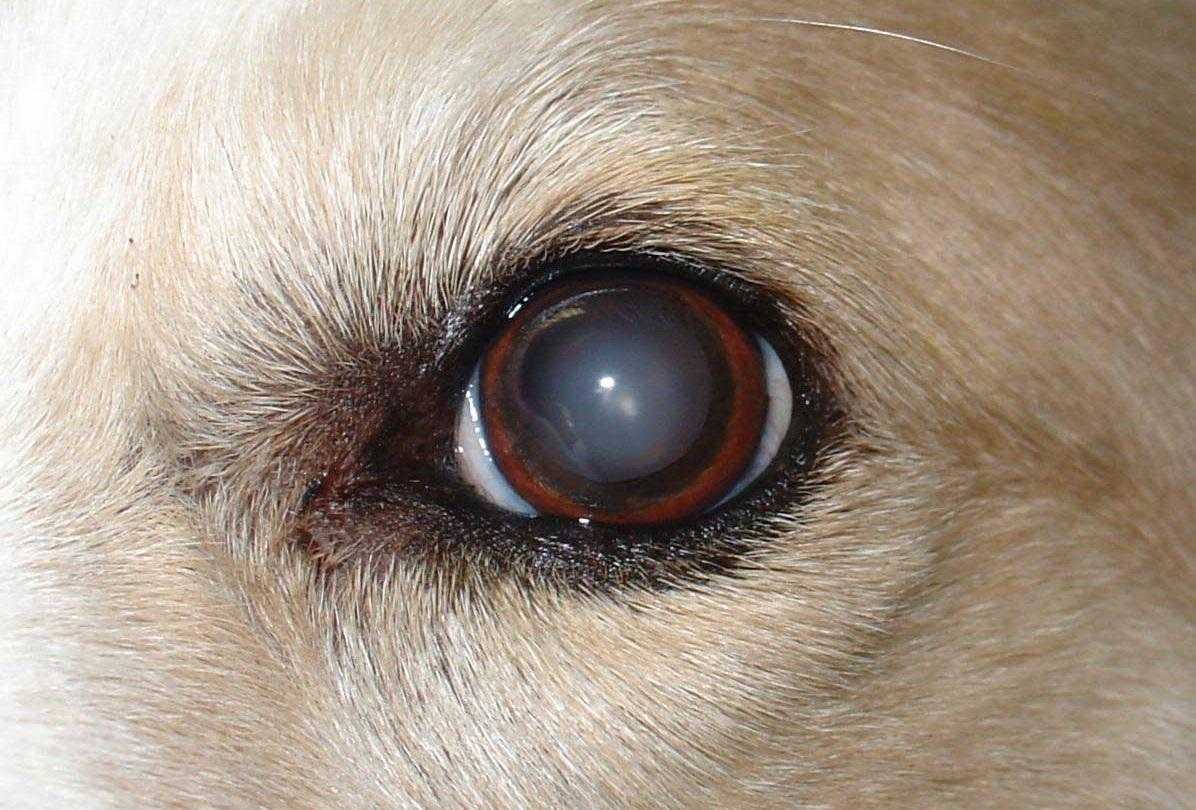 Болезни глаз у животных - симптомы и лечение в ветклиниках на васильевском