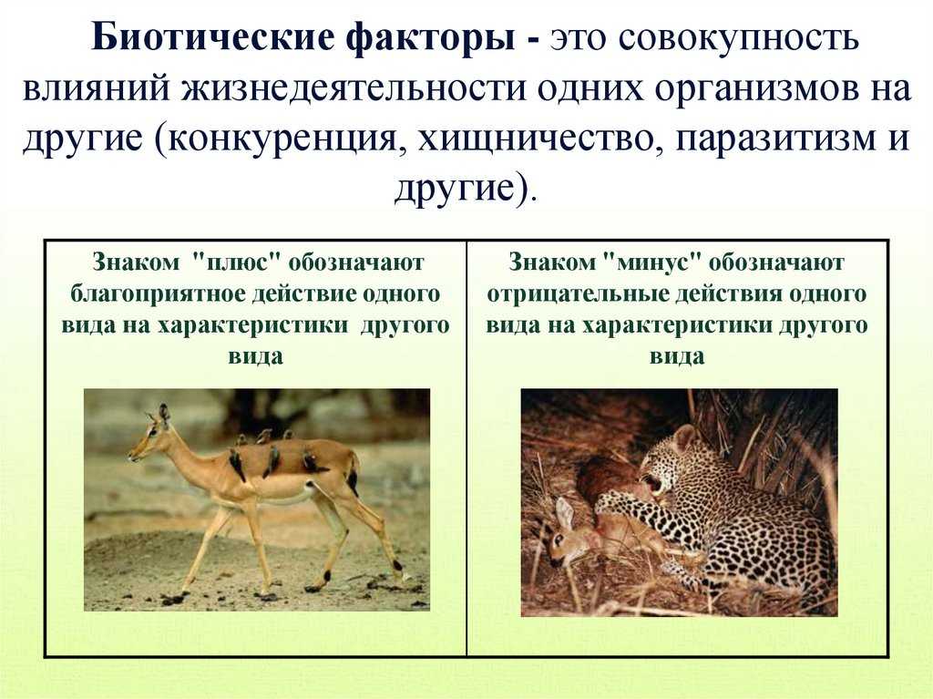 Млекопитающие животные амурской области