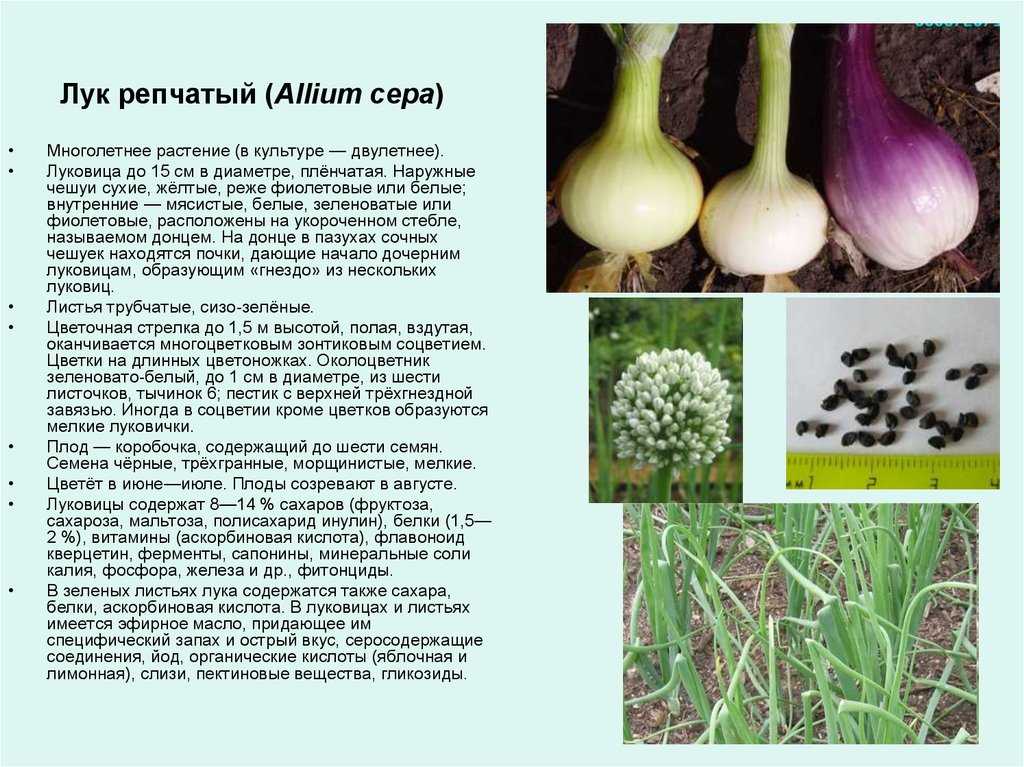 История репчатого лука: его родина и путь по миру