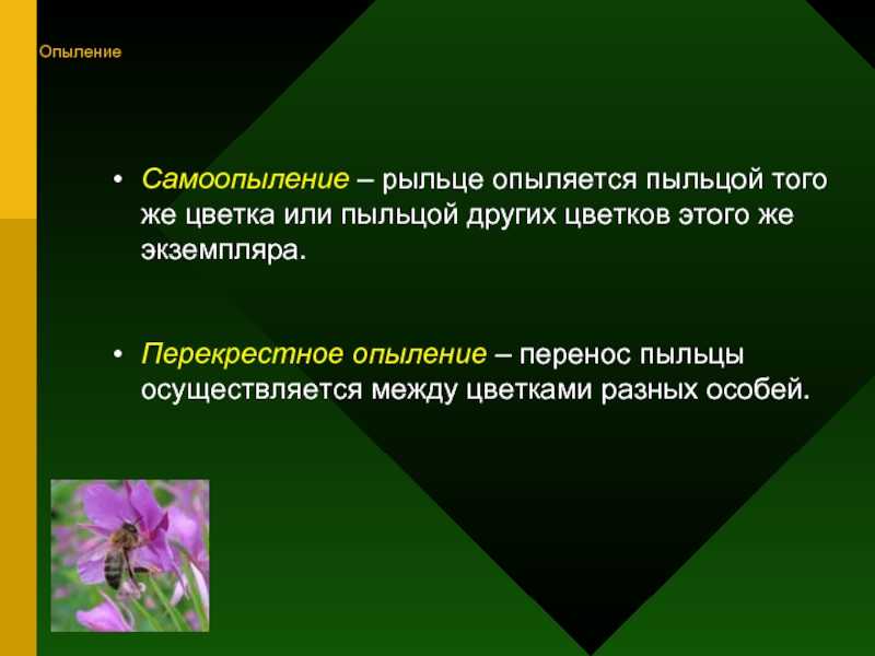 Опыление овощных культур