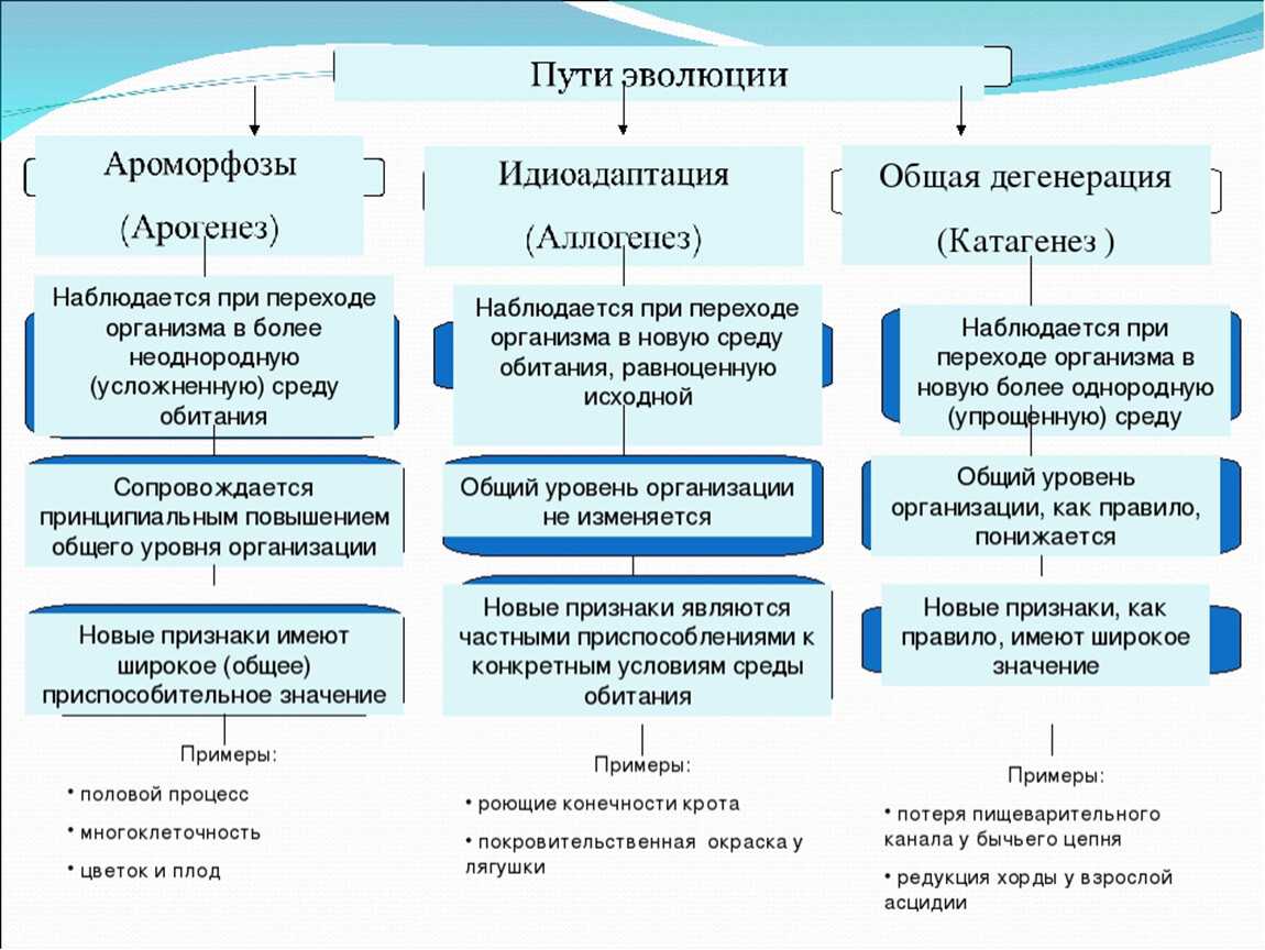 Движущие силы эволюции: наследственная изменчивость и естественный отбор 11 класс онлайн-подготовка на ростелеком лицей