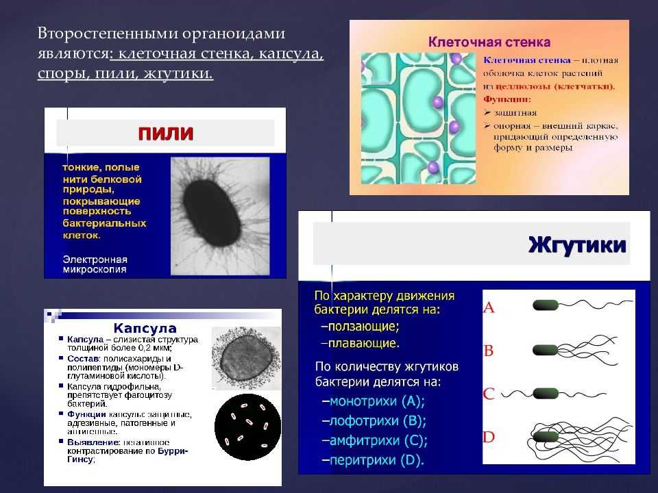 Основные методы лабораторного выявления бактерий