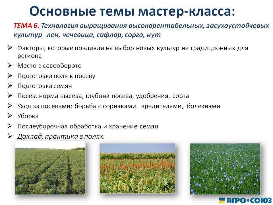 Что посадить под зиму: культуры для подзимних посевов
