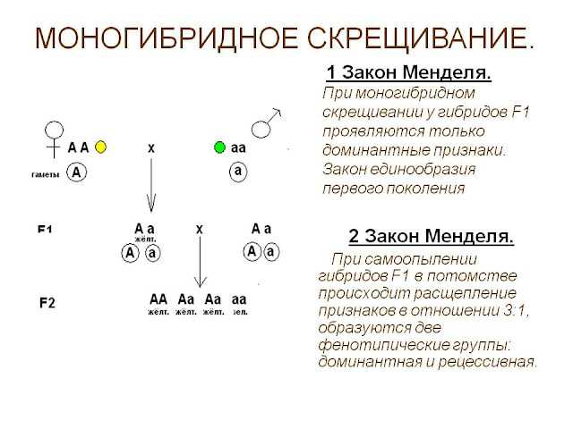 Основы генетики и селекции. основные закономерности наследственности. законы менделя. промежуточное наследование. анализирующее скрещивание. дигибридное скрещивание