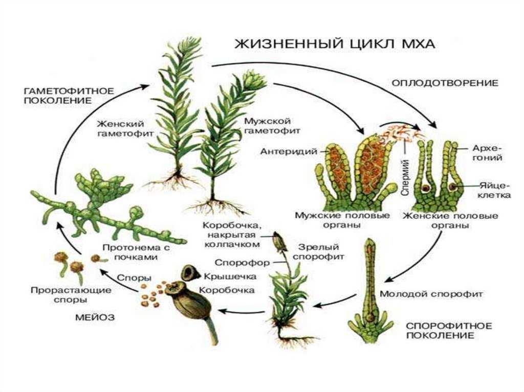 Микробиологические свойства условно-патогенных сахаромицетов рода candida при хронических, рецидивирующих инфекционно-воспалительных процессах (обзор литературы)