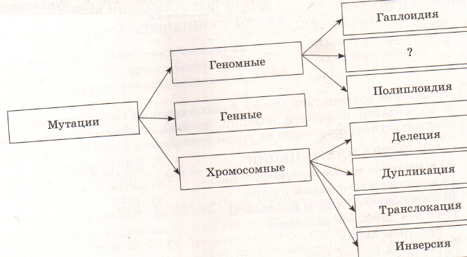 Гаплоид – определение, значение, примеры