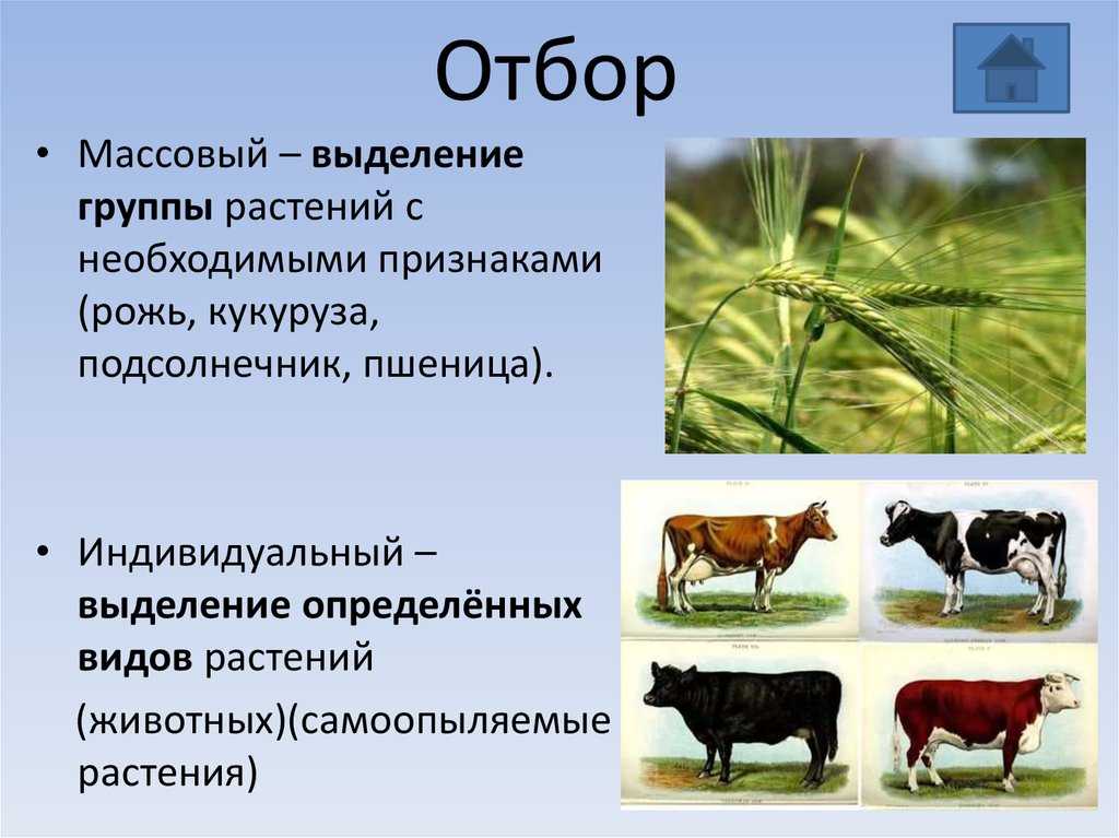 Методы селекции - определение, характеристика отбора, примеры