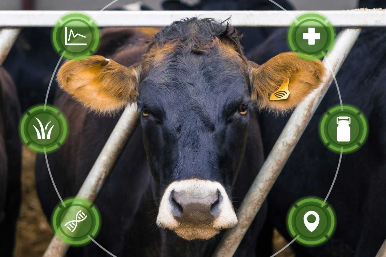 Инновационные технологии в кормопроизводстве для молочного животноводства | статья в журнале «молодой ученый»