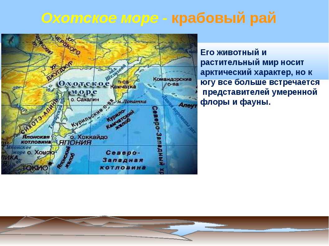 Охотское море интересные факты для детей. физико-географические условия охотского моря