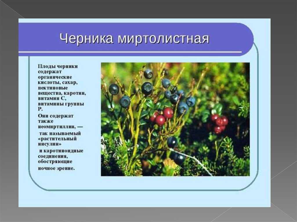 Растительный мир кольского полуострова
