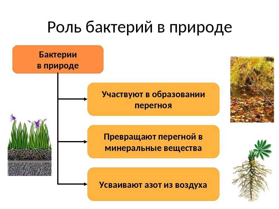Влияние условий внешней среды на микроорганизмы. распространение микроорганизмов в природе. - презентация