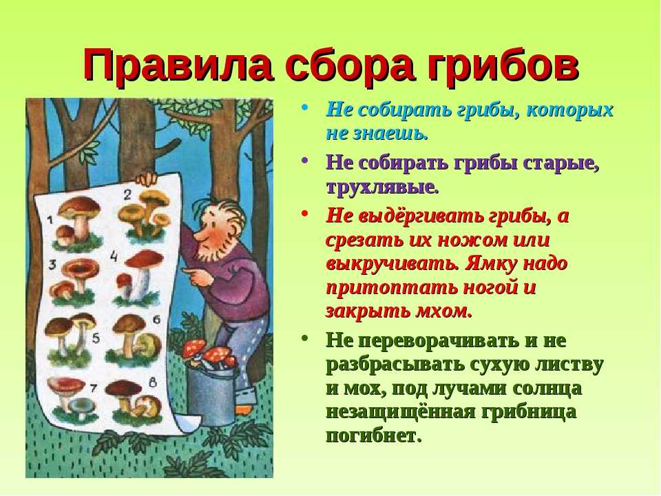 Календарь грибника на 2023 год