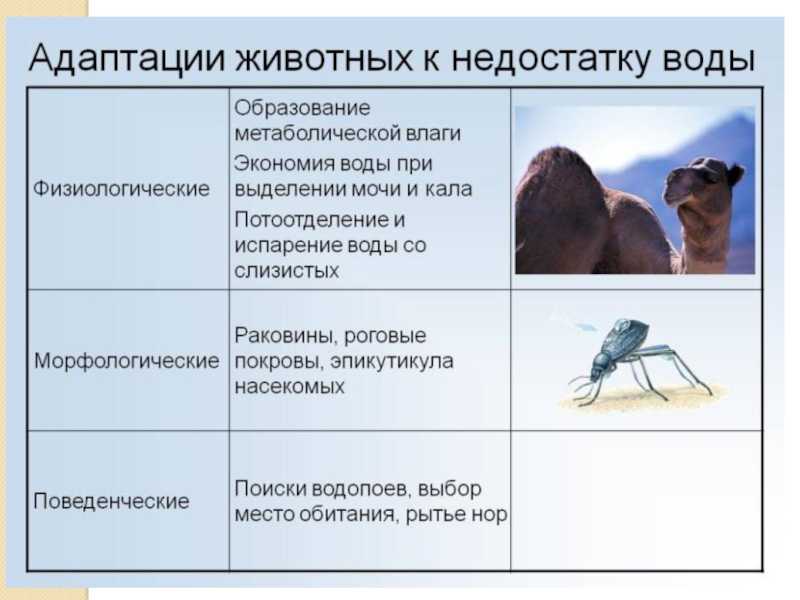 Виды приспособленности у животных и организмов – таблица кратко (11 класс, биология)
