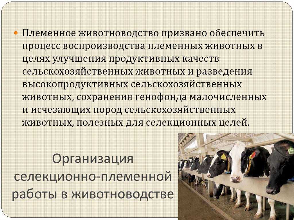 Методы разведения сельскохозяйственных животных презентация, доклад, проект