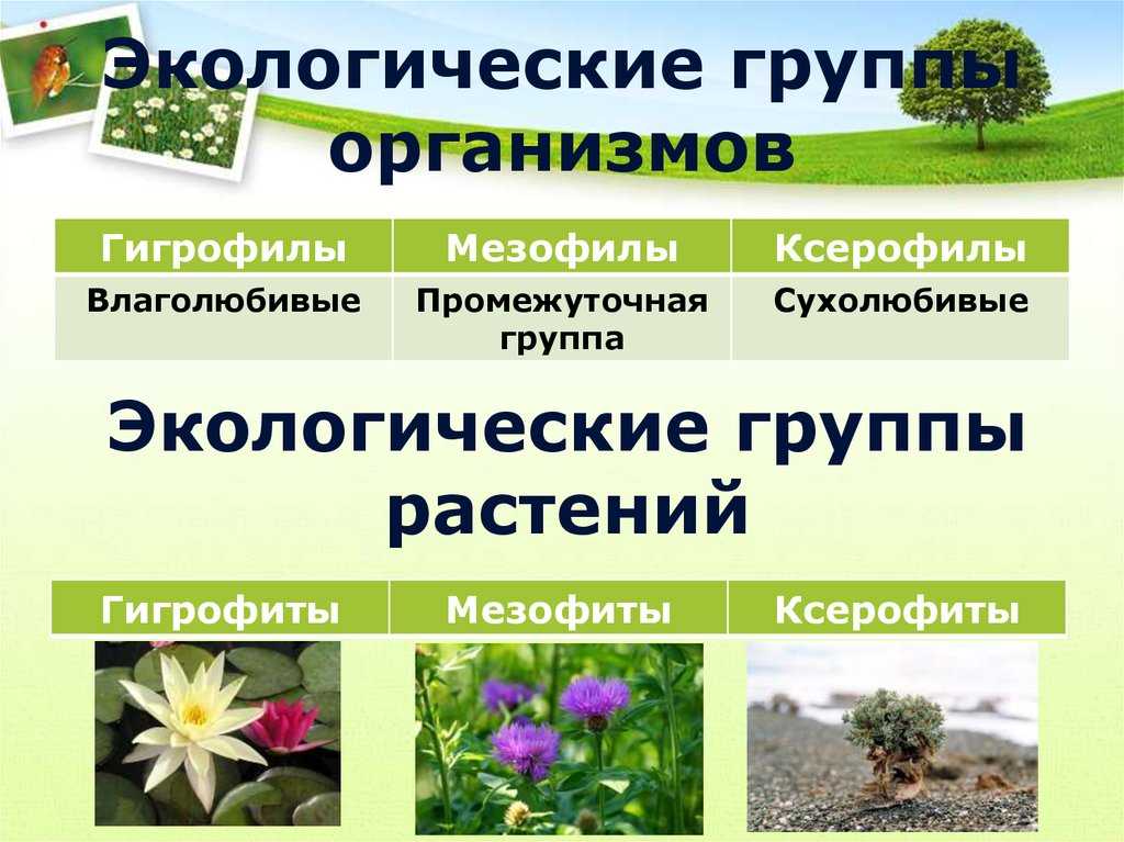 Адаптация животных к фактору солености воды. особенности адаптации растений к водной среде