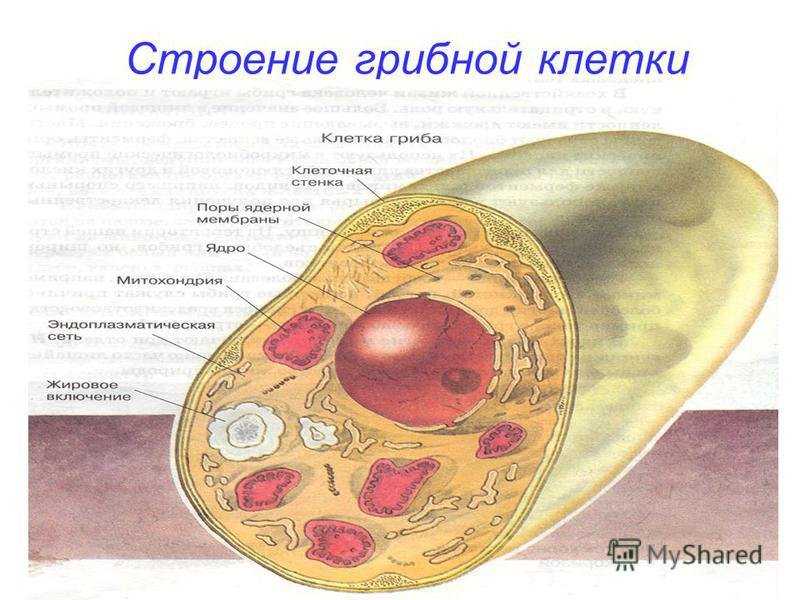 Клетка грибов
