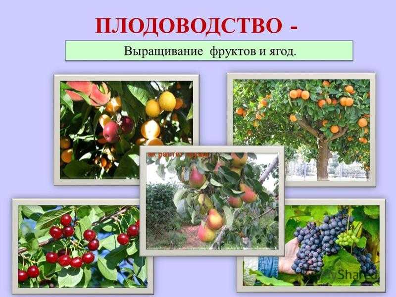 Дубильные вещества, что это такое. польза дубильных веществ для организма
