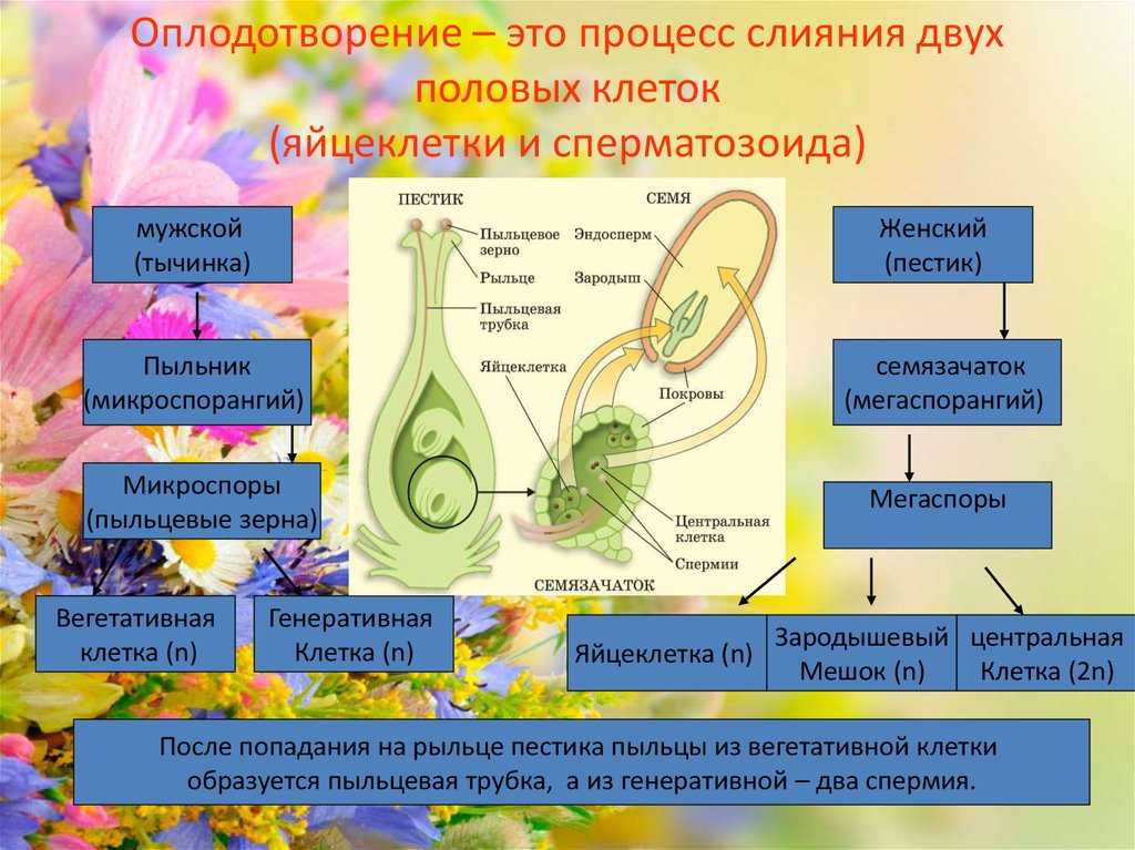 Строение плода растений. распространение семян и их значение