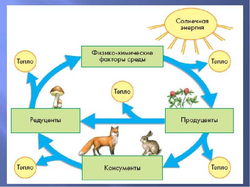Речные экосистемы