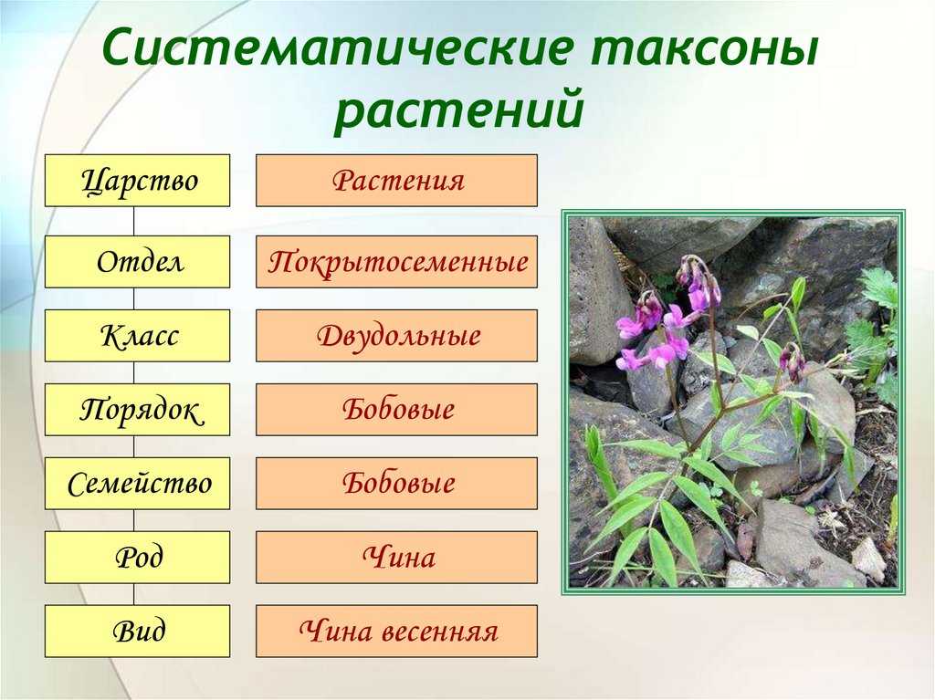Презентация на тему "типы лугов" по биологии для 8 класса