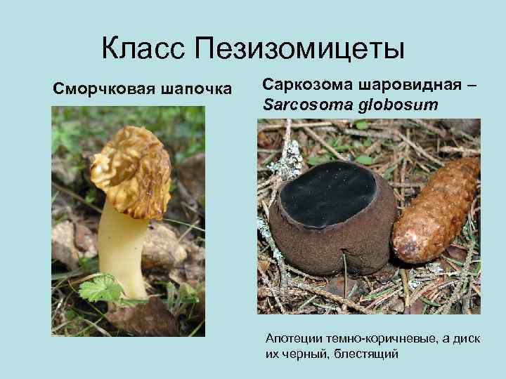 Класс эуаскомицеты | справочник по защите растений — агроxxi