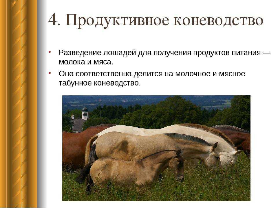 Разведение породистых коней и лошадей: скрещивание племенных особей и выращивание жеребят