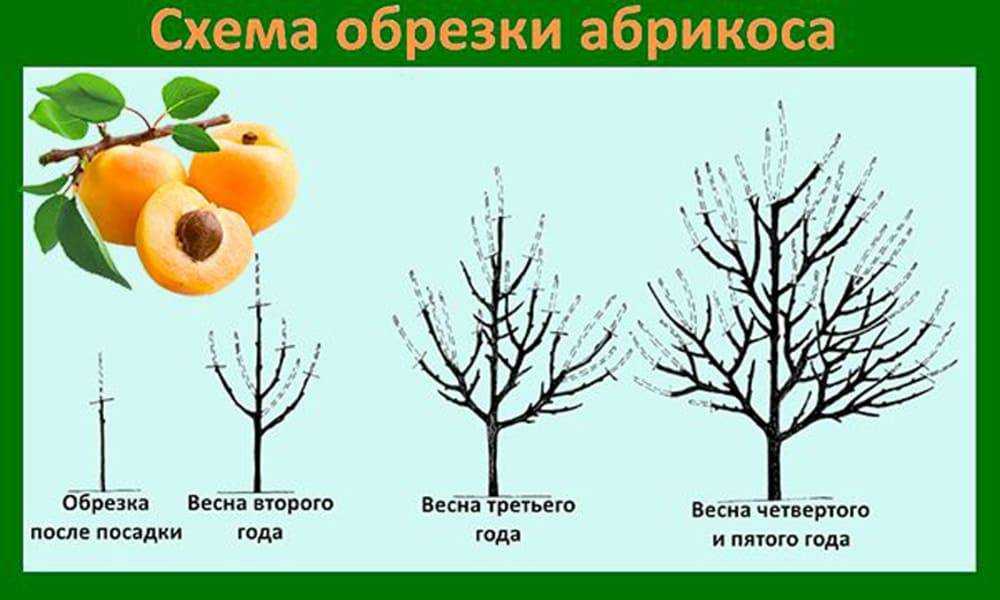 Когда и как прививать абрикос весной: сроки, способы и пошаговые инструкции