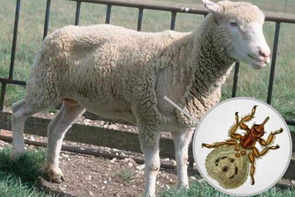 Мелофагоз овец