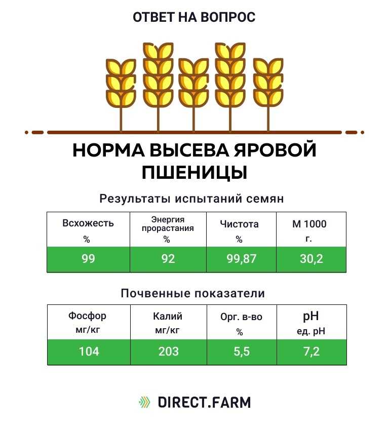 Кормовые бобы