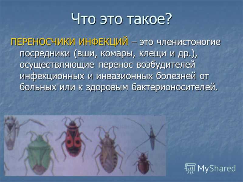 Заболевания вызываемые вирусами у насекомых кратко
